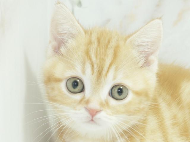 ����å�����Ⱦܺ٥ǡ����������ޤ���