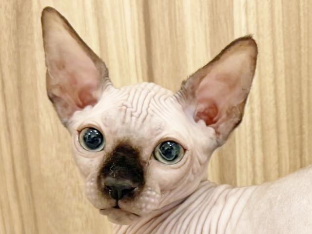 ����å�����Ⱦܺ٥ǡ����������ޤ���