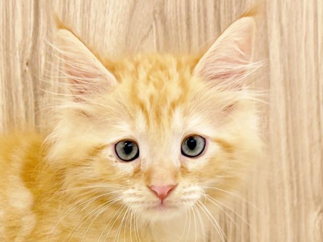 ����å�����Ⱦܺ٥ǡ����������ޤ���