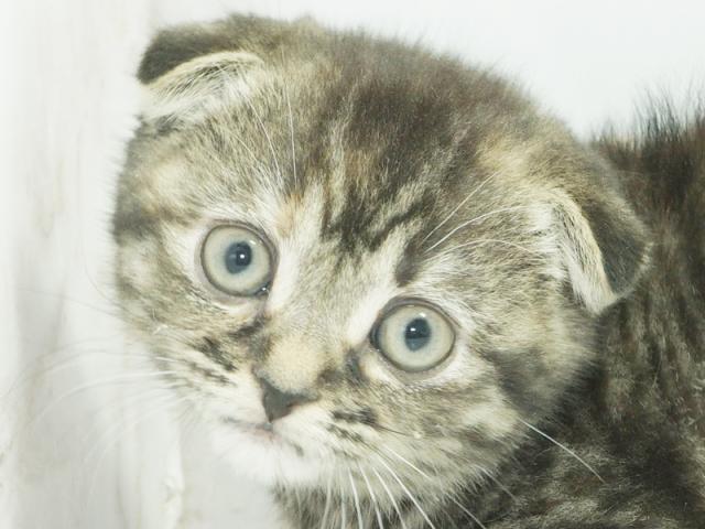 ����å�����Ⱦܺ٥ǡ����������ޤ���
