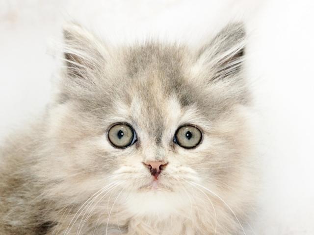 ����å�����Ⱦܺ٥ǡ����������ޤ���