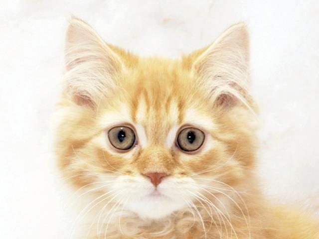 ����å�����Ⱦܺ٥ǡ����������ޤ���