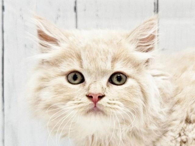 ����å�����Ⱦܺ٥ǡ����������ޤ���