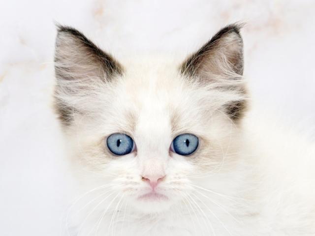 ����å�����Ⱦܺ٥ǡ����������ޤ���