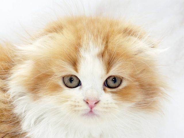 ����å�����Ⱦܺ٥ǡ����������ޤ���