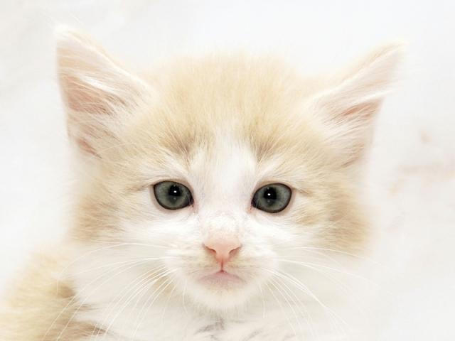 ����å�����Ⱦܺ٥ǡ����������ޤ���