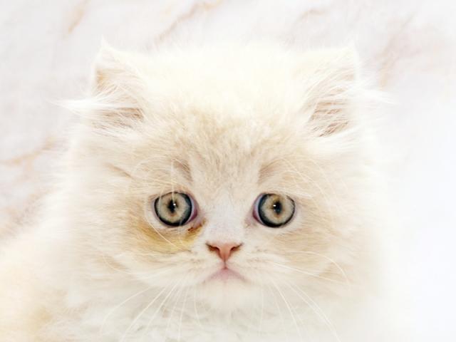 ����å�����Ⱦܺ٥ǡ����������ޤ���