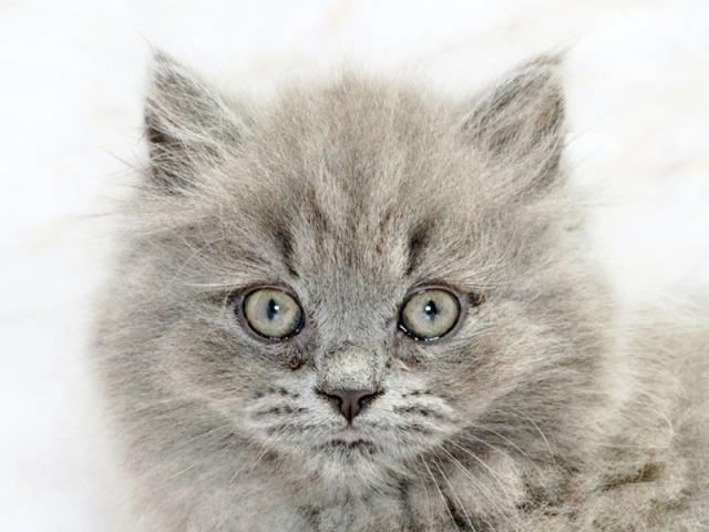 ����å�����Ⱦܺ٥ǡ����������ޤ���