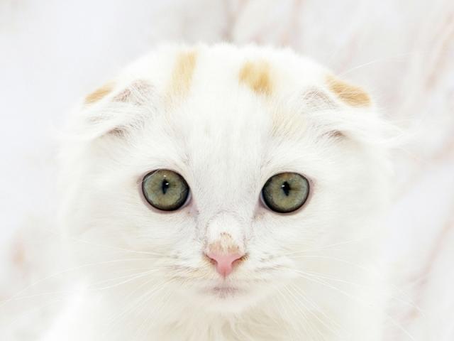 ����å�����Ⱦܺ٥ǡ����������ޤ���