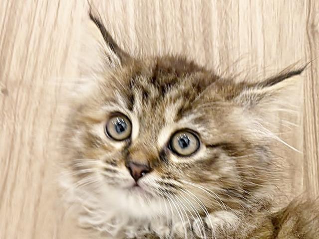 ����å�����Ⱦܺ٥ǡ����������ޤ���