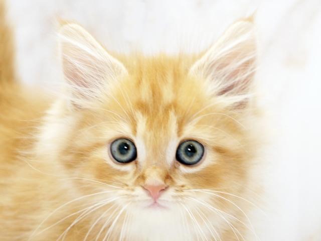 ����å�����Ⱦܺ٥ǡ����������ޤ���
