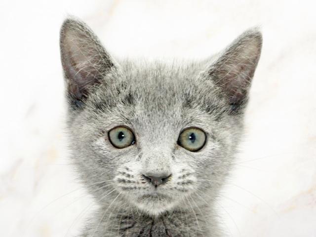 クリックすると詳細データが見られます。