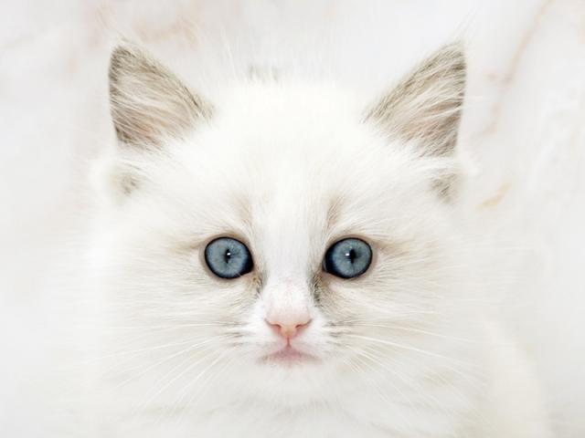 ����å�����Ⱦܺ٥ǡ����������ޤ���
