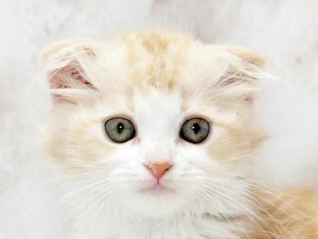 ����å�����Ⱦܺ٥ǡ����������ޤ���
