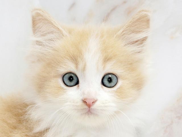 ����å�����Ⱦܺ٥ǡ����������ޤ���