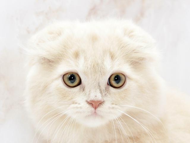 ����å�����Ⱦܺ٥ǡ����������ޤ���
