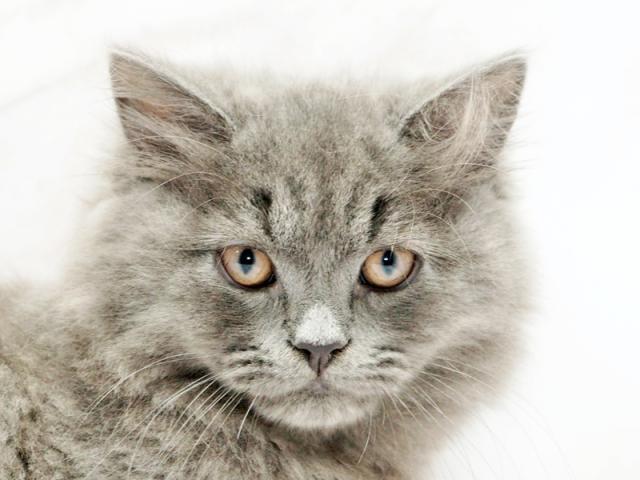 ����å�����Ⱦܺ٥ǡ����������ޤ���