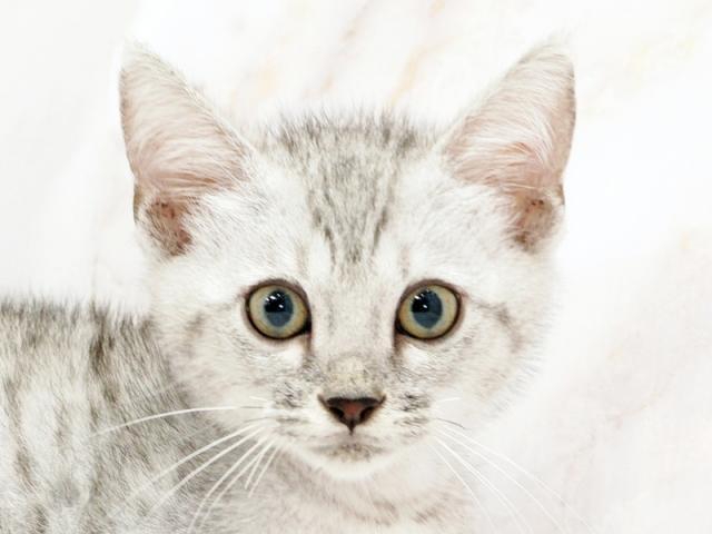 ����å�����Ⱦܺ٥ǡ����������ޤ���