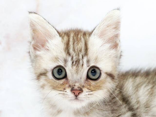 ����å�����Ⱦܺ٥ǡ����������ޤ���