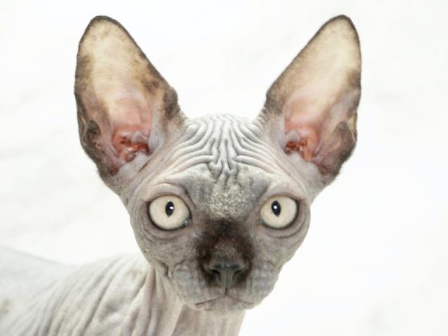 ����å�����Ⱦܺ٥ǡ����������ޤ���