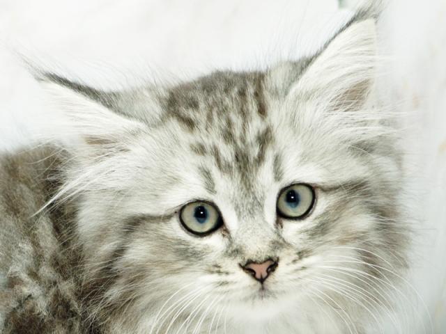 ����å�����Ⱦܺ٥ǡ����������ޤ���