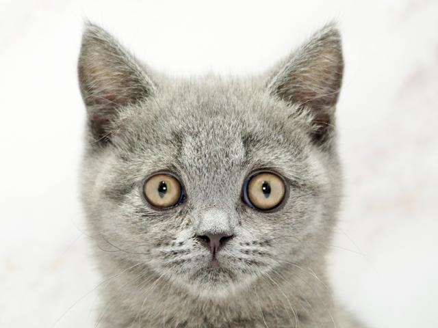 ����å�����Ⱦܺ٥ǡ����������ޤ���