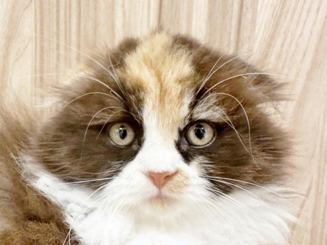 ����å�����Ⱦܺ٥ǡ����������ޤ���