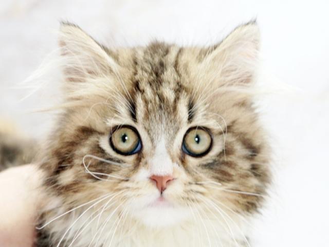 ����å�����Ⱦܺ٥ǡ����������ޤ���