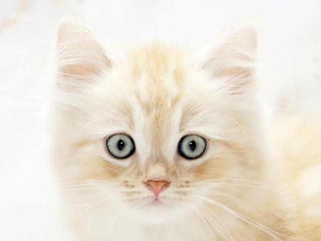 ����å�����Ⱦܺ٥ǡ����������ޤ���