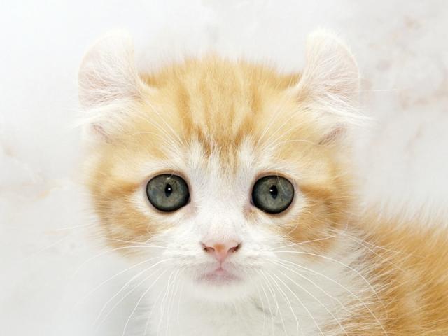 ����å�����Ⱦܺ٥ǡ����������ޤ���