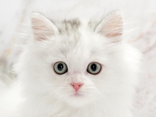 ����å�����Ⱦܺ٥ǡ����������ޤ���