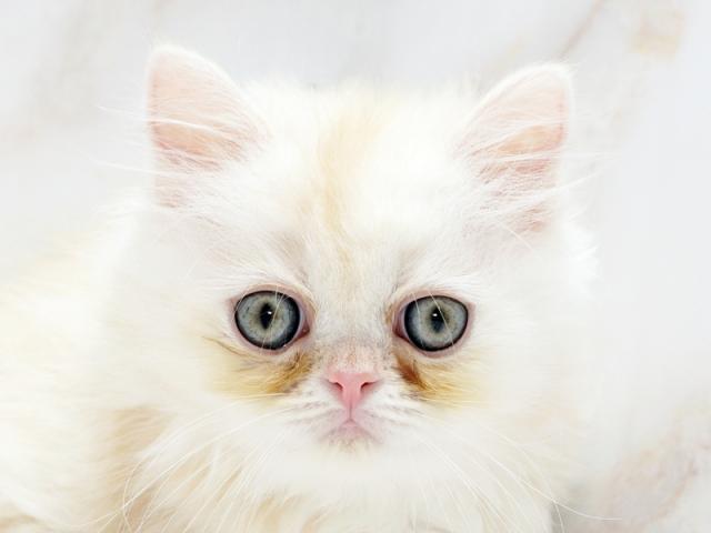 ����å�����Ⱦܺ٥ǡ����������ޤ���