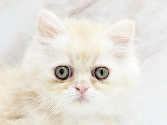 ����å�����Ⱦܺ٥ǡ����������ޤ���