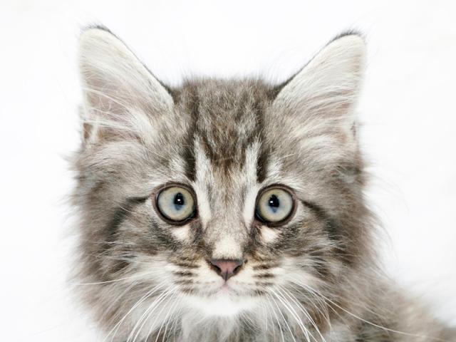 ����å�����Ⱦܺ٥ǡ����������ޤ���