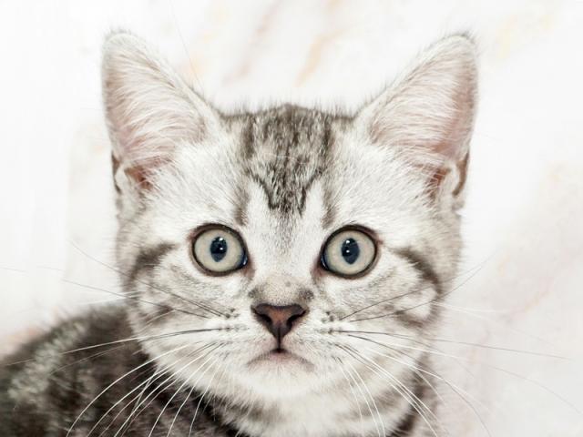 ����å�����Ⱦܺ٥ǡ����������ޤ���
