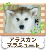 ���饹���󡦥ޥ�ߥ塼��