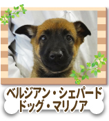 �٥른���󡦥����ѡ��ɡ��ɥå����ޥ�Υ�