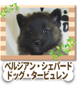�٥ꥸ���󡦥����ӥ���