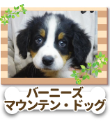 �С��ˡ������ޥ���ƥ󡦥ɥå�
