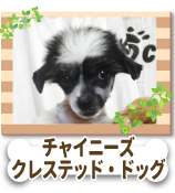 ���㥤�ˡ��������쥹�ƥåɡ��ɥå�