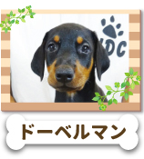 �ɡ��٥�ޥ󡦥ԥ󥷥㡼