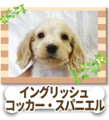 ���󥰥�å��塦���å��������ѥ˥���