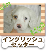 ���󥰥�å��塦������