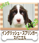 ���󥰥�å��塦���ץ�󥬡������ѥ˥���