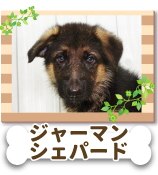 ���㡼�ޥ󡦥����ѡ���
