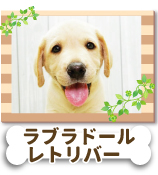 ��֥�ɡ��롦��ȥ꡼�С�