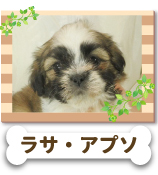 �饵�����ץ�