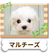 �ޥ������