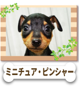�ߥ˥��奢���ԥ󥷥㡼