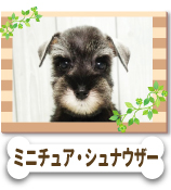 �ߥ˥��奢������ʥ�����